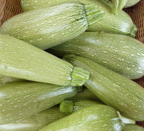 Squash Zucchini Gaidamak 